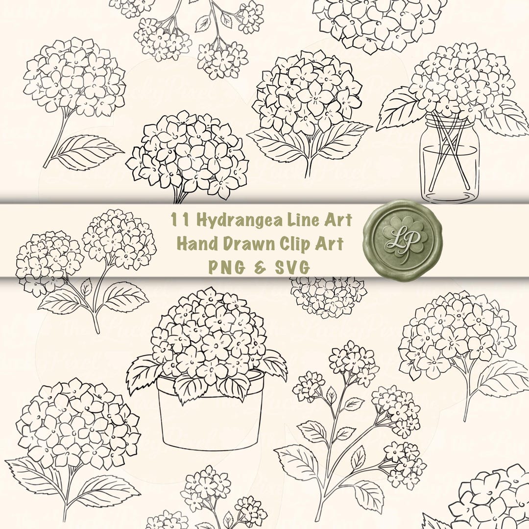 Hydrangea Line Art Clip Art Bundle, Floral SVG & PNG Files, Hand Drawn ...