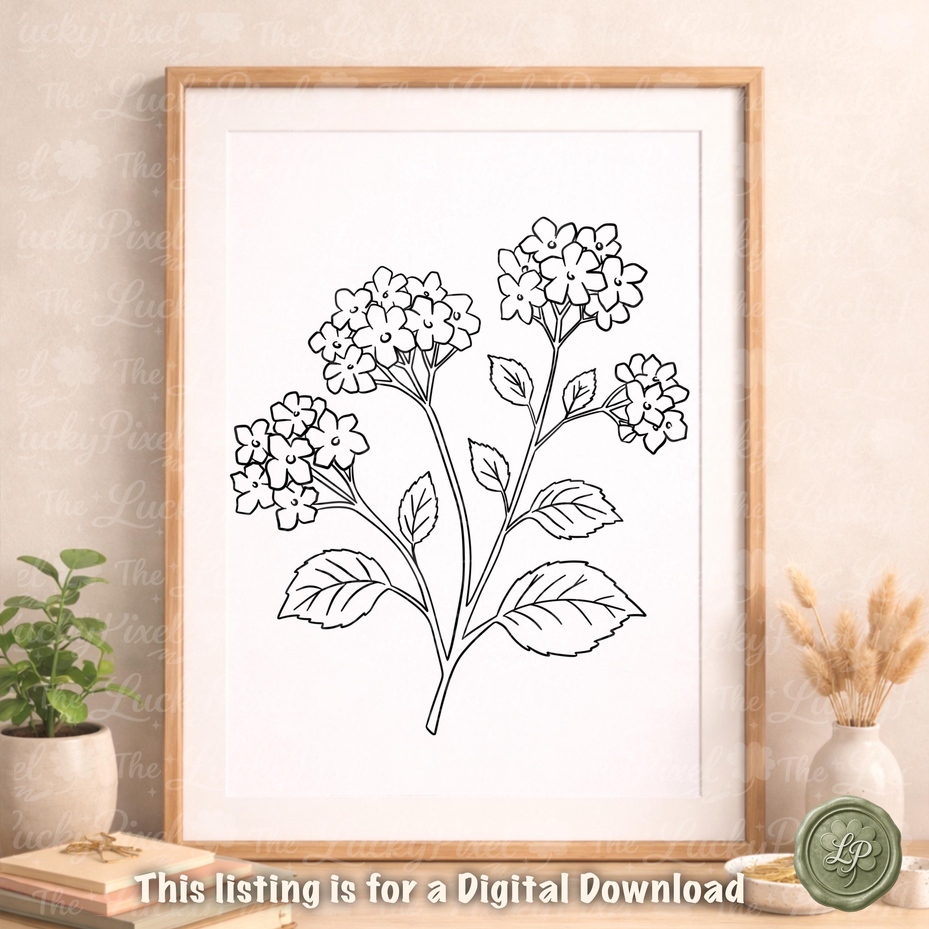 Hydrangea Line Work Hydrangea Line Art Clip Art Bundle, Floral SVG & PNG Files, Hand Drawn ...