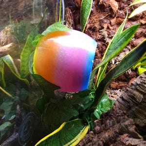 Colorful 3D Printed Crested Gecko Hide – Suction Cup Ledge for Terrariums | Reptile Decor & Enrichment
