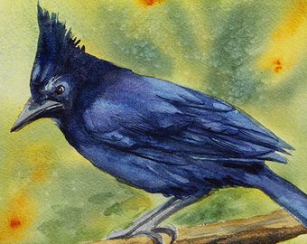 Steller's Jay, Watercolor, Giclée Print, Birds, Green, Blue, Brown