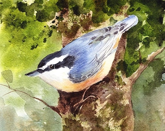 Nuthatch, Aquarelle, Giclée Print, Oiseaux, Vert, Bleu, Brun