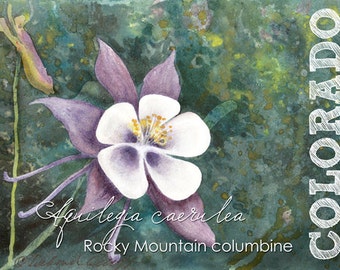 Colorado, Watercolor ACEO, State Flowers,  Rocky Mountain Columbine, Aquilegia caerulea