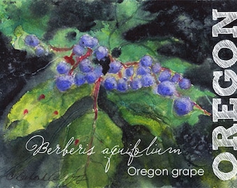 Oregon, Watercolor ACEO, State Flowers, Grape, Berberis aquifolium