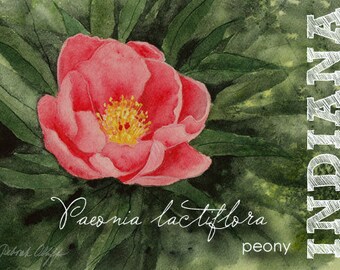 Indiana Peony, Watercolor, State Flowers, ACEO, Paeonia lactiflora