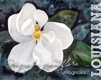 Louisiana, Watercolor ACEO, State Flowers, Magnolia, White