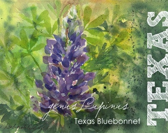 Texas, aquarelle ACEO, Bluebonnet, genre Lupinus, état fleurs, bleu, violet