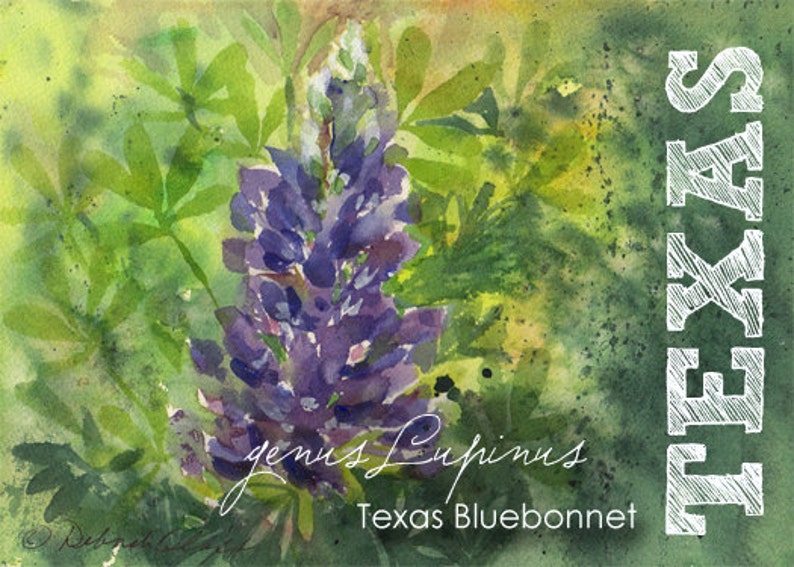 Texas, aquarelle ACEO, Bluebonnet, genre Lupinus, état fleurs, bleu, violet image 1