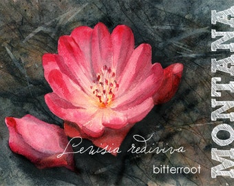 Montana, Watercolor ACEO, State Flowers, Bitterroot, Lewisia rediviva