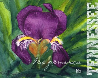 Tennessee, Watercolor ACEO, State Flowers, Iris, Iris germanica