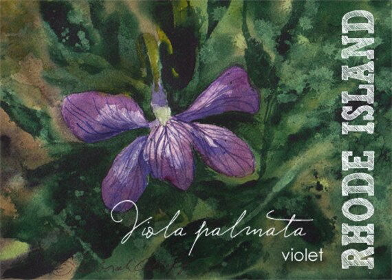 Rhode Island Violet State Flower Drawing Giclee Print
