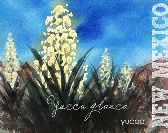 New Mexico, Watercolor ACEO, State Flowers, Yucca, Yucca glauca