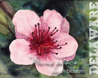 Delaware, Watercolor ACEO, State Flowers, Prunus persica, peach blossom
