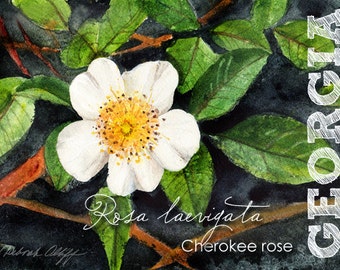 Georgia State Flowers, Watercolor, Cherokee Rose, ACEO, Rosa laevigata