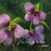 see more listings in the ACEO/State Flowers section