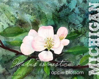 Michigan, aquarelle ACEO, état fleurs, fleur de pommier, Malus domestica