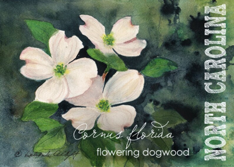 North Carolina, Watercolor ACEO, State Flowers, Flowering Dogwood, Cornus florida image 1