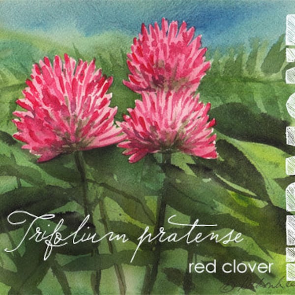 Vermont, Watercolor ACEO, State Flowers, Red Clover, Trifolium pratense