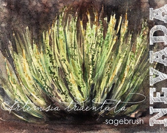 Nevada, ACEO State Flowers, Sagebrush, Artemisia tridentata