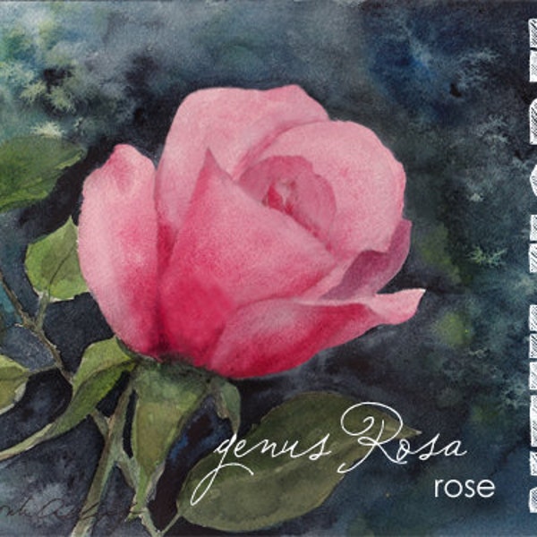 New York, Watercolor ACEO, State Flowers, Rose, genus Rosa