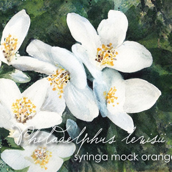 Idaho, State Flowers, Watercolor ACEO, Syringa, mock orange, Philadelphus lewisi, Botanical