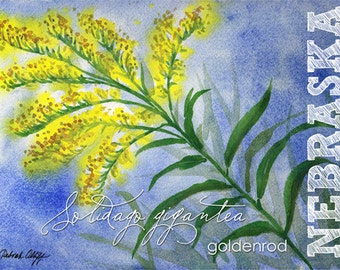 Nebraska, Aquarelle ACEO, Fleurs d’État, Goldenrod, Solidago gigantea