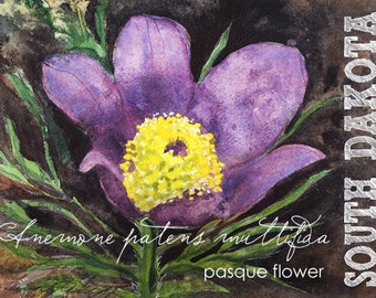 South Dakota, Watercolor ACEO, State Flowers, Pasque Flower, Anemone patens multifida