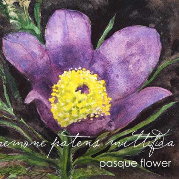 South Dakota, Watercolor ACEO, State Flowers, Pasque Flower, Anemone patens multifida