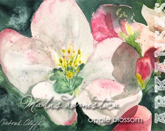 Arkansas, état aquarelle fleurs, ACEO fleur de pommier, malus domestica