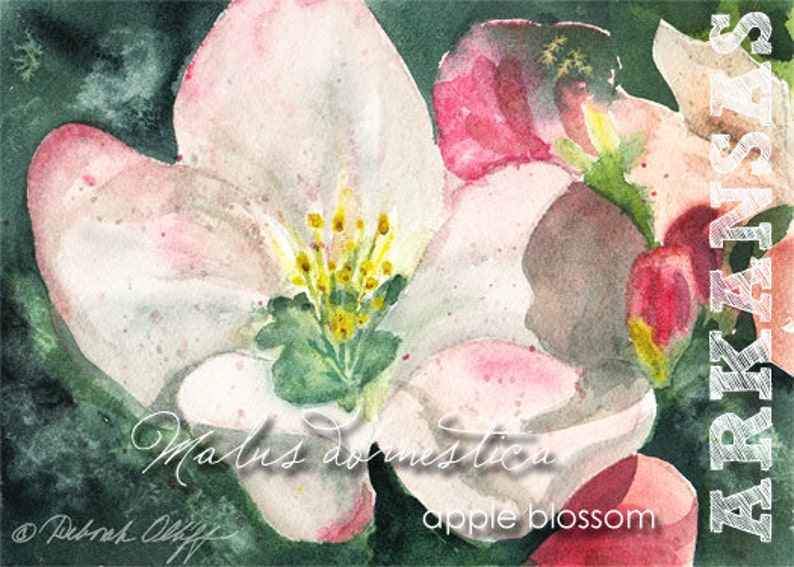 Arkansas Watercolor State Flowers, ACEO Apple Blossom, malus domestica image 1