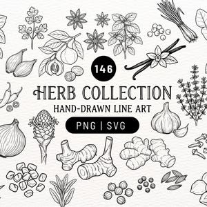 May include: A collection of black and white hand-drawn line art illustrations featuring various herbs and spices. The central text reads 146 HERB COLLECTION HAND-DRAWN LINE ART PNG | SVG. The images include garlic, ginger, vanilla, basil, and onions.