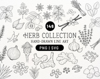 Colección de hierbas / ilustraciones lineales, dibujadas a mano, archivos PNG y SVG de galanga, jengibre y menta para cocina, recetas, proyectos de diseño y Cricut.