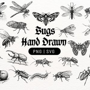 Pode incluir: Uma coleção de ilustrações de insetos desenhadas à mão em preto e branco, incluindo vários besouros, mariposas, uma libélula, uma abelha e uma centopeia. O texto "Bugs Hand Drawn" e "PNG | SVG" está centralizado entre os esboços detalhados.