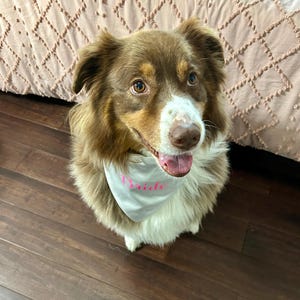 Weddings, Bride , Pet Scrunchie Bandanas, Pet  accessories, special occasions ,Pet neckwear,X-Large.
