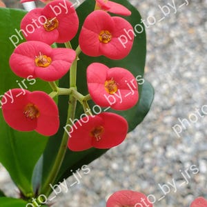 The Crown-of-Thorns Flower