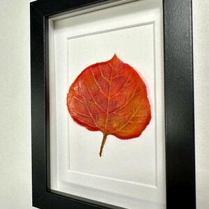 May include: A framed pressed leaf art piece featuring a single, vibrant red and orange leaf with intricate veins. The leaf is mounted on a white background and framed in a black frame.