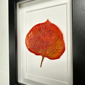 May include: A framed pressed leaf with a vibrant orange and red color scheme. The leaf is displayed on a white background with a black frame.