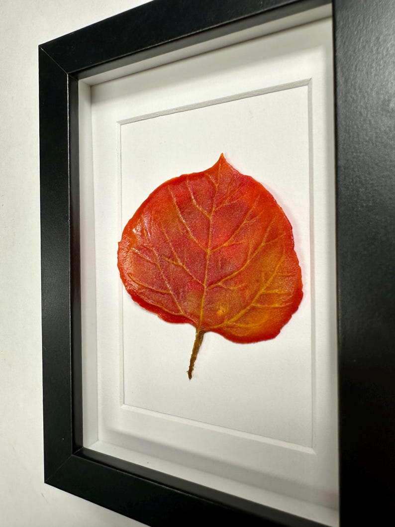 May include: A framed pressed leaf with a vibrant orange and red color scheme. The leaf is displayed on a white background with a black frame.