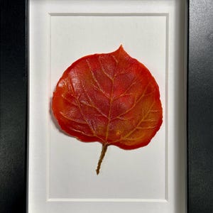 May include: A framed red and orange leaf with a white mat and black frame.