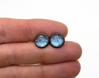 Genuine Butterfly Wing Stud Earrings - Blue Copper, Unique Mom Gift, Morpho deidamia mariae, Ethically Sourced Jewelry, Assorted Sizes