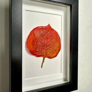 May include: A framed pressed leaf with a vibrant orange and red color scheme. The leaf is displayed on a white background with a black frame.