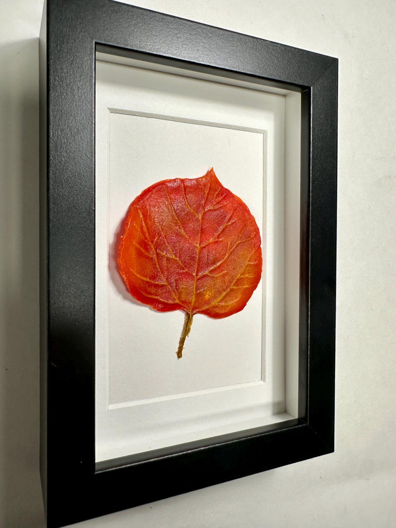 May include: A framed pressed leaf with a vibrant orange and red color scheme. The leaf is displayed on a white background with a black frame.