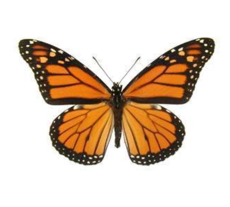 Real Butterfly Wing butterfly wing taxidermy jewelry Monarch Butterfly statement necklace gifts for her insect pendant
