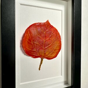 May include: A framed pressed leaf art piece featuring a single, vibrant red leaf with intricate veins. The leaf is mounted on a white background and framed in a black frame.