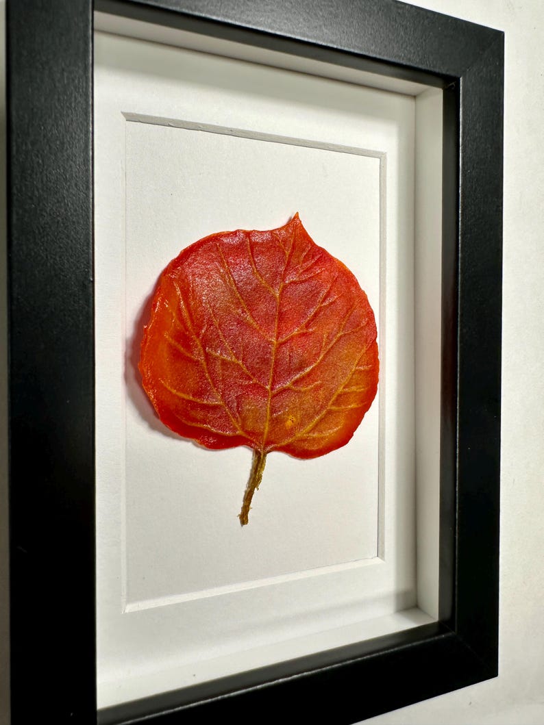 May include: A framed pressed leaf art piece featuring a single, vibrant red leaf with intricate veins. The leaf is mounted on a white background and framed in a black frame.