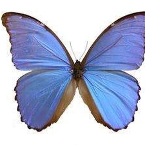 May include: A large, vibrant blue butterfly with brown edges on its wings. The butterfly is isolated against a white background.