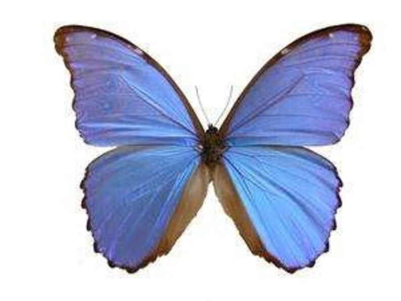 May include: A large, vibrant blue butterfly with brown edges on its wings. The butterfly is isolated against a white background.