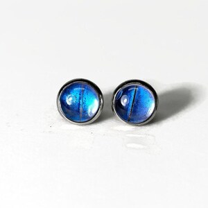 May include: A pair of silver stud earrings with blue butterfly wing designs.