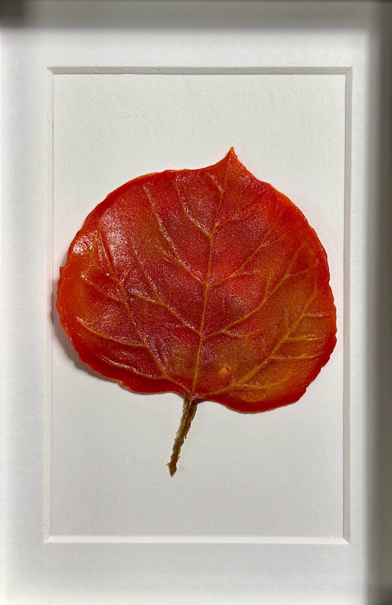 May include: A framed pressed leaf with a vibrant orange and red color scheme. The leaf is mounted on a white background and framed in a white frame.