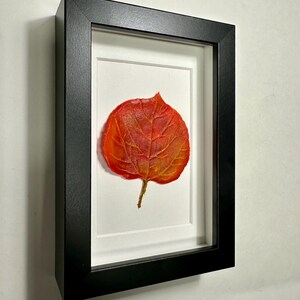 May include: A framed pressed leaf with a black frame and a white mat. The leaf is orange and red with visible veins.