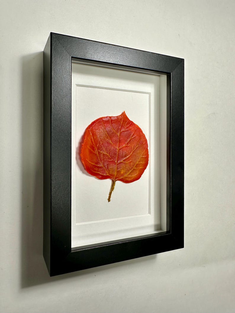May include: A framed pressed leaf with a black frame and a white mat. The leaf is orange and red with visible veins.